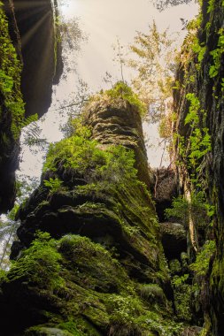 aşınmış kumtaşı kayaları ve yürüyüş alanının tipik bitki örtüsü huş ağaçlarının yeşil yaprakları ve eğrelti otları ile güneş ışınları ile sarı sıcak güneşin altında