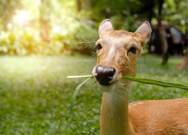 Antilop yalan söylüyor