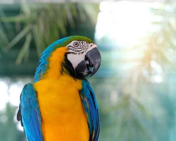 Mavi ve Sarı Macaw. — Stok fotoğraf