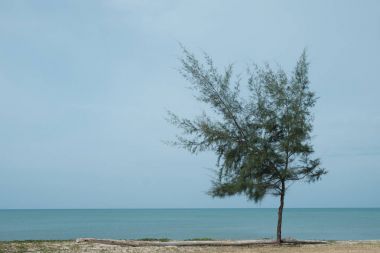 Plajda tek başına ağaç