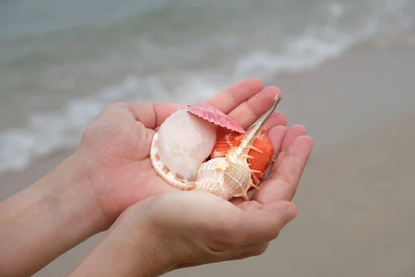 Many shells on woman 's hands . — стоковое фото