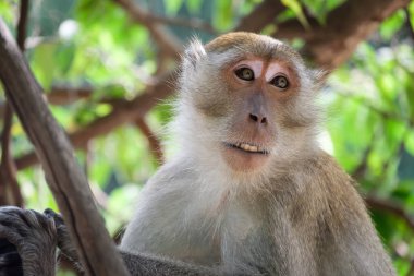 Ağaçta oturan maymun..