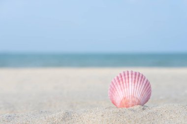 Kabuklu deniz ürünleri kum üzerinde 