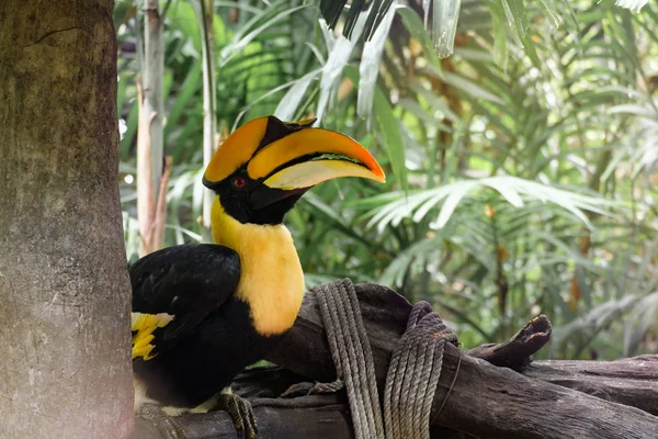 Neushoorn neushoornvogel is zitstokken op de boom — Stockfoto