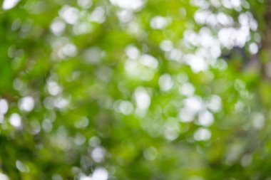 Yeşillik Bokeh ile arka plan bulanıklık