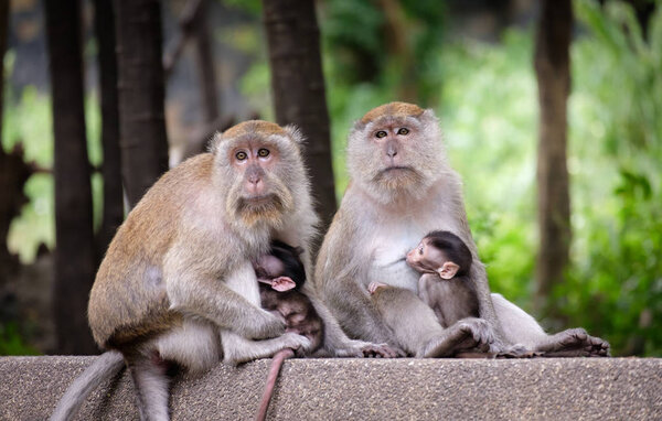 Семья обезьян сидит в саду
