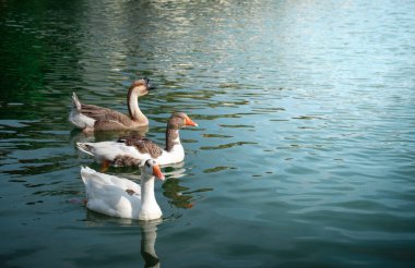 Mutlu bir şekilde yüzen üç kaz 