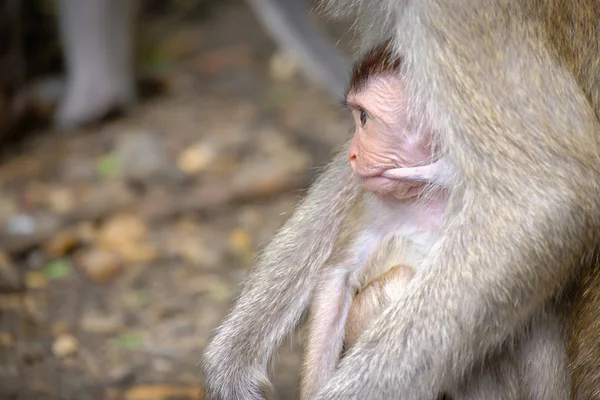 Małpa dziecko jest karmione piersią — Zdjęcie stockowe