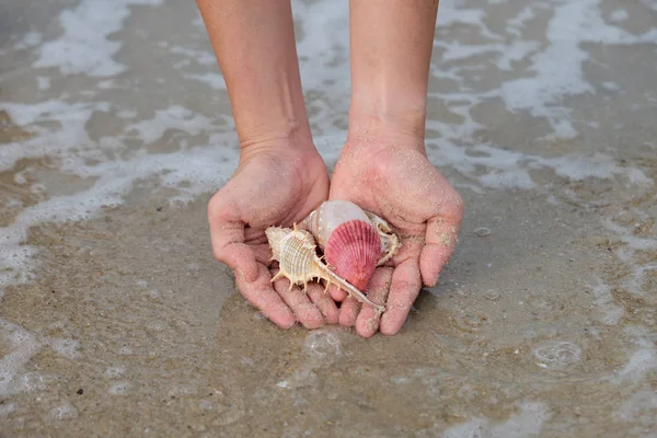 Many shells on woman 's hands — стоковое фото
