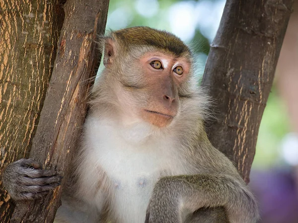 Maymun mutlu bir ağaçta oturuyor