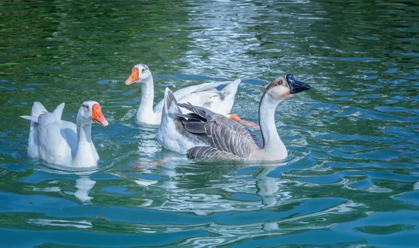 Mutlu bir şekilde yüzen üç kaz 