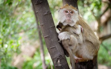 Maymun mutlu bir ağaçta oturuyor