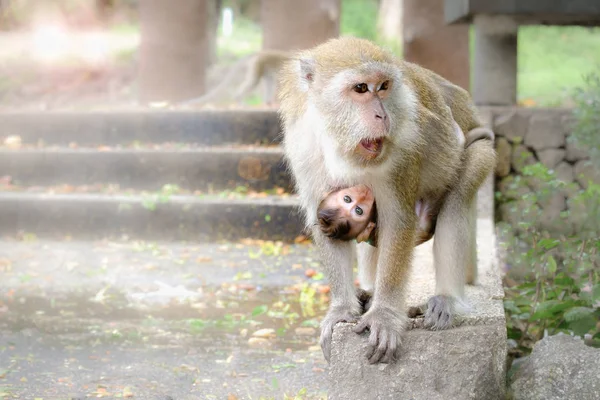 Oczy dziecka małpa patrząc prosto do przodu — Zdjęcie stockowe