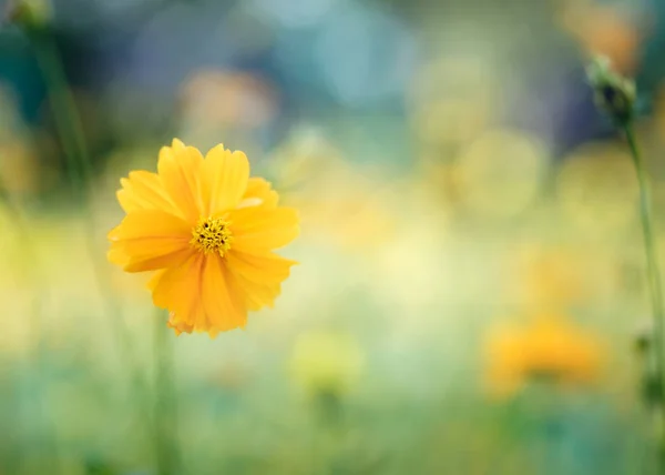 Gelbe Kosmos-Blume im Garten, Thailand. — Stockfoto