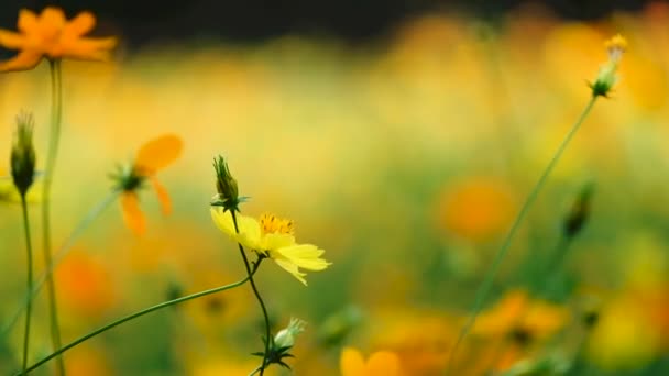 Campo Flor Flor Del Cosmos Amarillo Jardín Tailandia — Vídeos de Stock