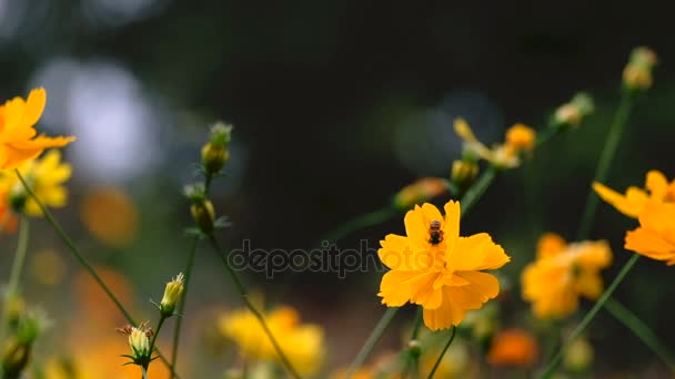 Abeja Miel Cosmos Amarillo Flor Jardín Tailandia — Vídeos de Stock