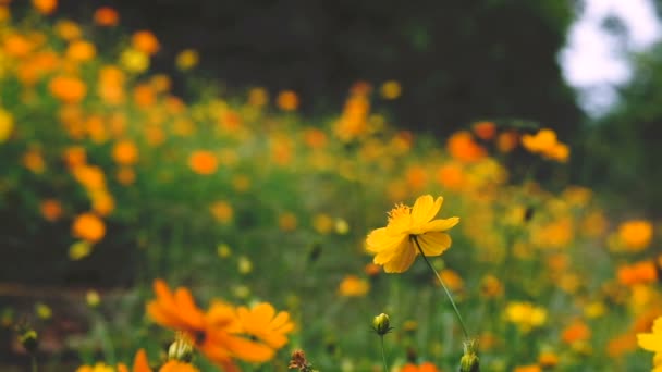 Pole Rozkvetlých Žlutých Cosmos Květiny Zahradě Thajsko — Stock video