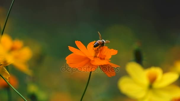 タイで黄花コスモスの花にミツバチ — ストック動画