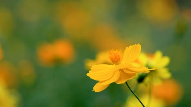 Campo Fioritura Giallo Cosmo Fiore Giardino Thailandia — Video Stock