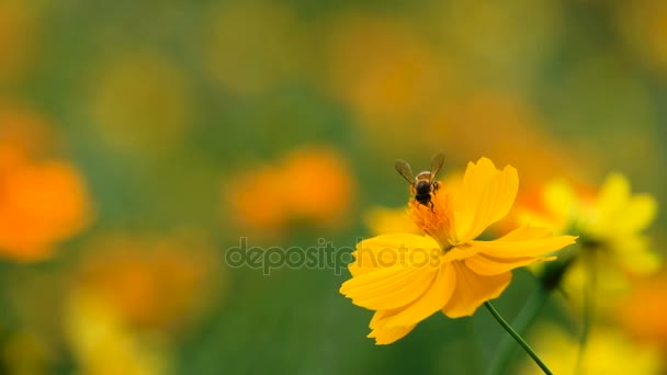 Honungsbiet Gula Kosmos Blomma Trädgården Thailand — Stockvideo