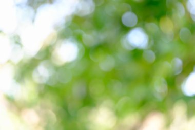 yeşil arka plan bulanık.