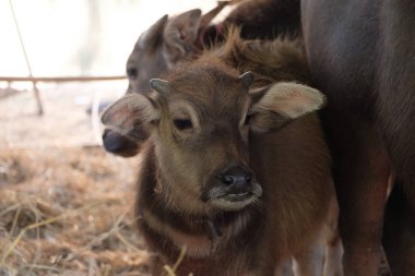 Pirinç ekime tarım Buffalo.
