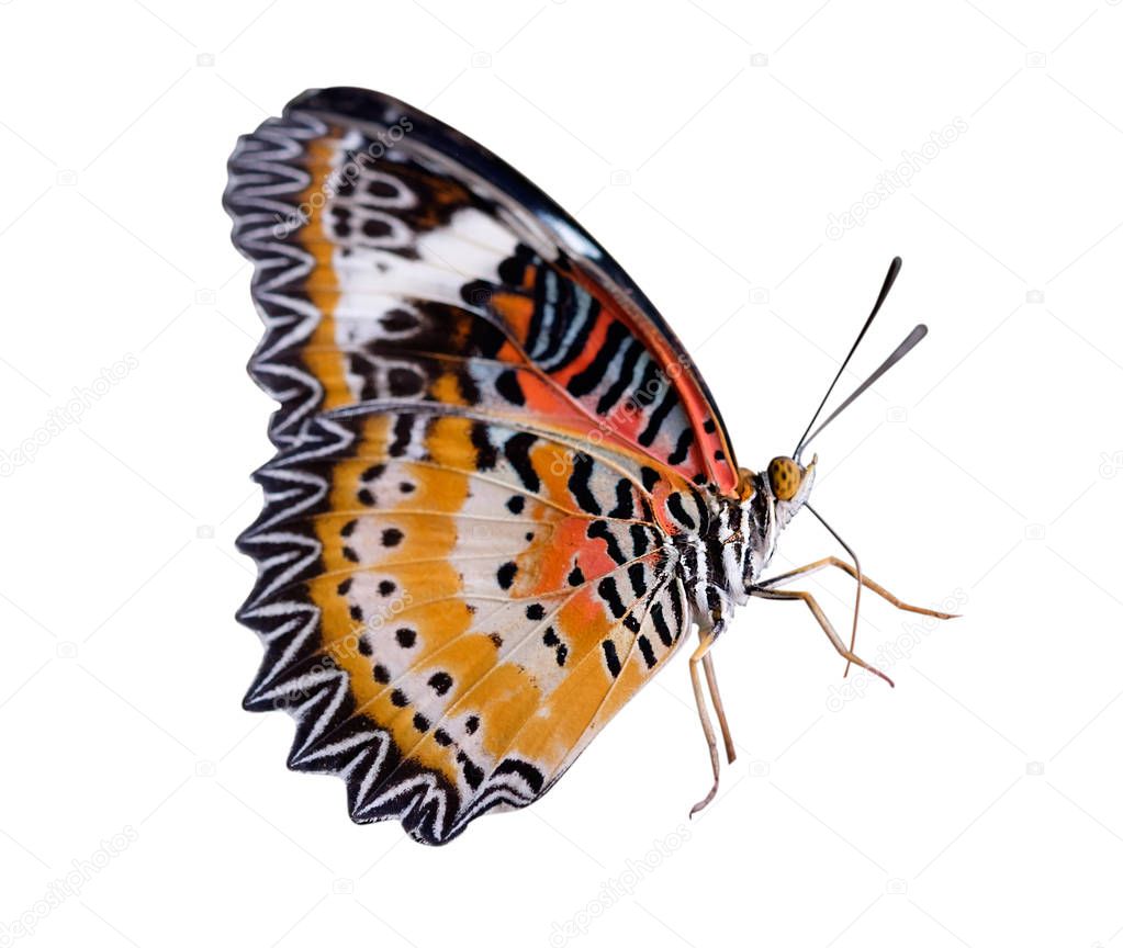 Monarch or Leopard Lacewing butterfly