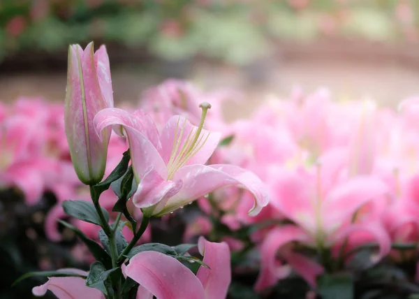 Gyönyörű rózsaszín liliom a kertben. — Stock Fotó