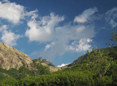 dağ sahne Yeşil Vadi kızılağaç fırçalayın ve ağaç ve w