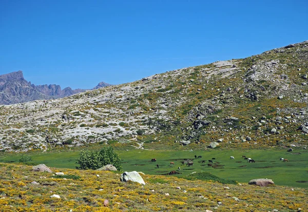 Πράσινο ορεινό Λιβάδι με βοσκή αλόγων σε βράχο και το γαλάζιο του ουρανού — Φωτογραφία Αρχείου