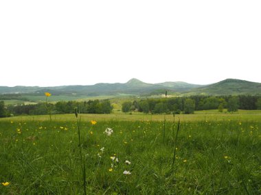 izole beyaz backgroun tepeleri ile yeşil çiçeklenme çayır