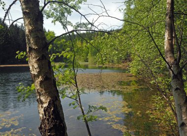 huş ağacı ve yaprakları ile orman gölü