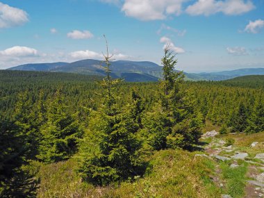 young spruce tree forest in Jeseniky mountain Czech Republic