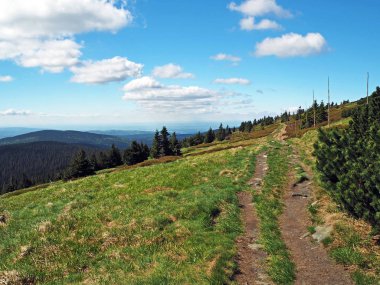 Jeseniky dağın ot, ağaç ve mavi gökyüzü ve beyaz patika