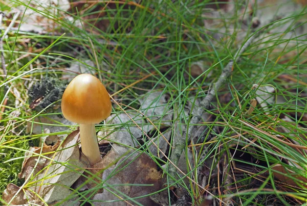 Свежий апельсиновый белый гриб, растущий из дубовых листьев — стоковое фото