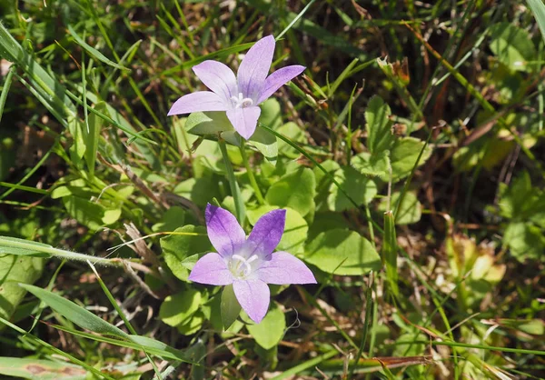 soft violet pink blooming flowers in the grass