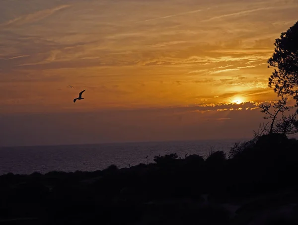 Belo pôr do sol do mar laranja com árvore e seagul silhuet — Fotografia de Stock
