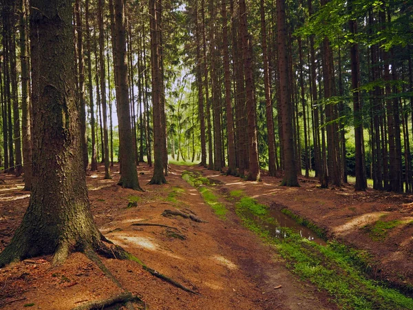 dirty puddle road in old spruce tree forest in bright light and