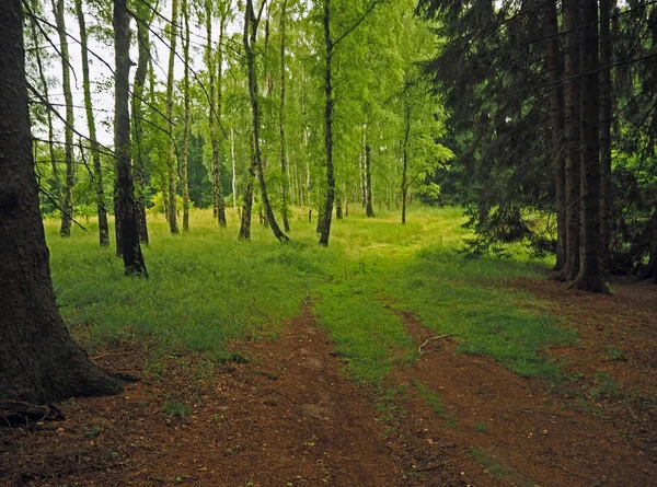 Licht groen berken bos in de herfst — Stockfoto