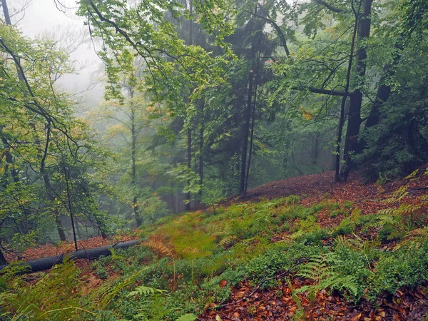 Misterioso outono floresta colorida nebulosa com folhas vermelhas caídas um — Fotografia de Stock
