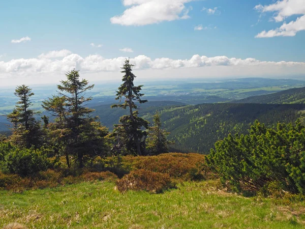 Scrube pine tree and spruce and hills mountain view in Jeseniky — Stock Photo, Image