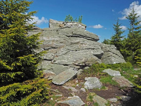 Rock och stenar i Jeseniky mountain Tjeckien spruce trädet — Stockfoto