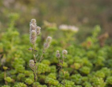 yumuşak bulanık gree arka plan ile çiçeklenme çim kadar yakın