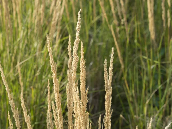 Закрыть стебли декоративной текстуры травы — стоковое фото