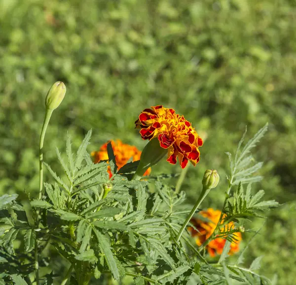 Nahaufnahme blühende orange Französische Ringelblume - tagetes patula — Stockfoto
