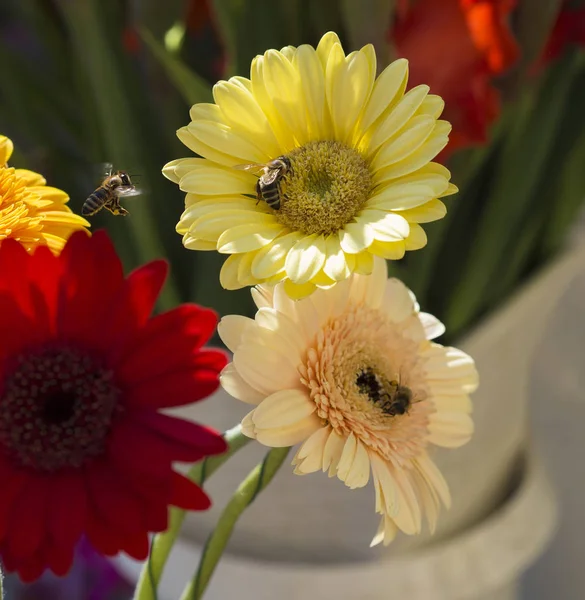 Закройте желтую красную и розовую маргаритку с летающими пчелами — стоковое фото
