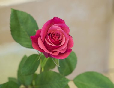 güzel kırmızı pembe Gül bej renkli arka plan üzerinde kapatın