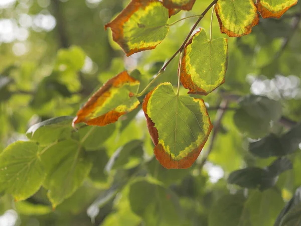 Tiglio foglie di tiglio autunno colorato con foglie verdi bokeh b — Foto Stock