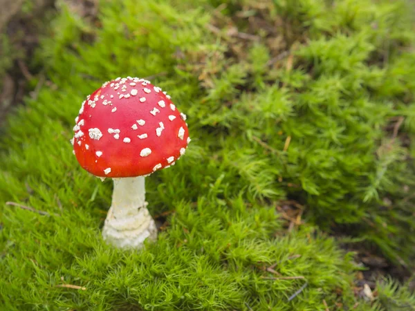 Crapaud rouge champignon sur mousse vert vif — Photo