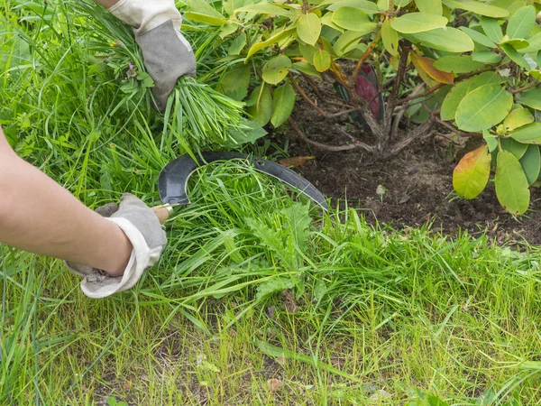 Woman hands worknig gardening with sickle and cut grass — Stock Photo, Image